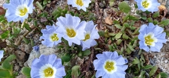 Nolana paradoxa