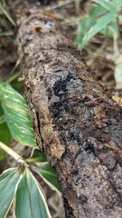 Ruzenia spermoides