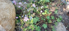 Geranium caespitosum
