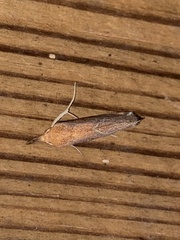 Phyprosopus callitrichoides