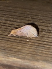 Phyprosopus callitrichoides