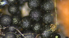 Ruzenia spermoides