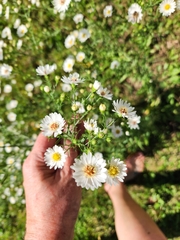 Symphyotrichum pilosum