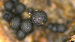 Ruzenia spermoides