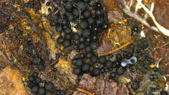Ruzenia spermoides