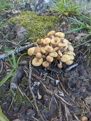 Desarmillaria tabescens