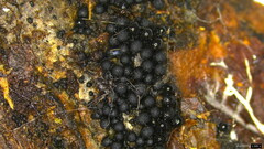 Ruzenia spermoides