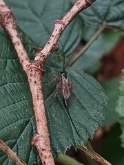 Pimpla