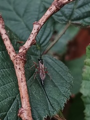Pimpla