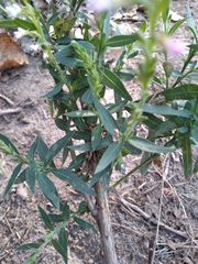 Oenothera curtiflora