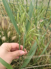 Avena fatua
