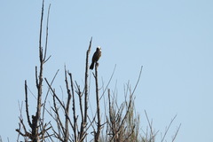 Pycnonotus sinensis formosae