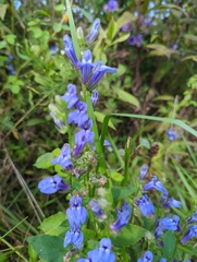 Lobelia siphilitica