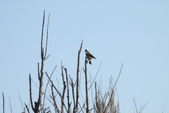 Pycnonotus sinensis formosae