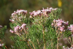 Serruria fasciflora
