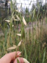 Avena fatua