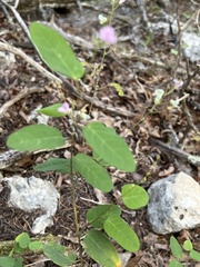Desmodium psilophyllum