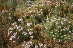 Serruria fasciflora