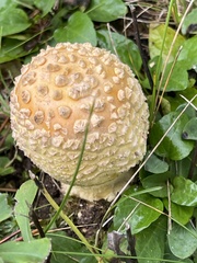 Amanita muscaria