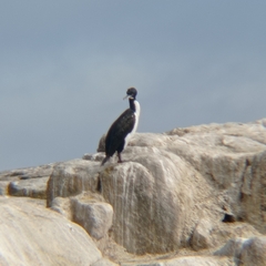 Leucocarbo bougainvillii