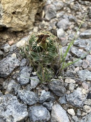 Coryphantha sulcata