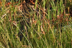 Fimbristylis