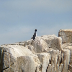 Leucocarbo bougainvillii