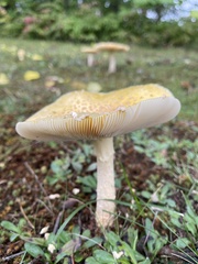 Amanita muscaria