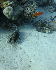 Pterois miles