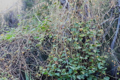 Passiflora vesicaria