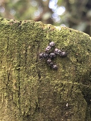 Cephalotes depressus