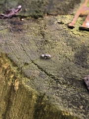 Cephalotes depressus