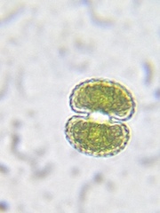 Cosmarium punctulatum