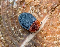 Oiceoptoma thoracicum