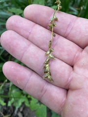 Diarrhena obovata