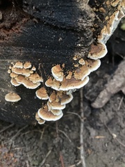 Cerrena zonata