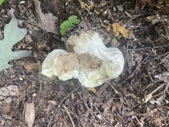 Calvatia craniiformis