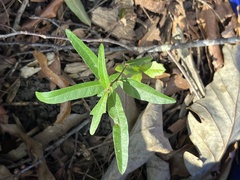 Quercus hemisphaerica