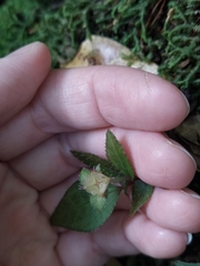 Sarcopyramis napalensis delicata