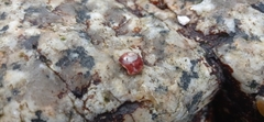 Trochoidea