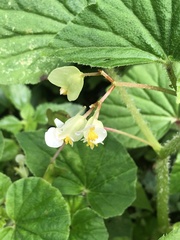 Begonia hirtella