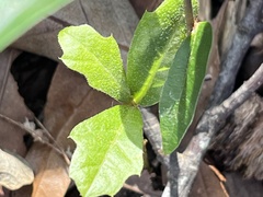 Quercus hemisphaerica