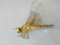 Perithemis tenera