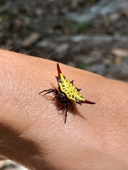 Gasteracantha sauteri