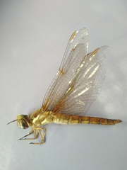 Perithemis tenera