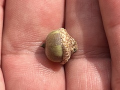 Quercus hemisphaerica