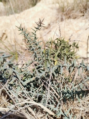 Asparagus horridus