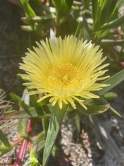 Carpobrotus edulis edulis