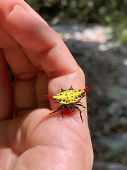 Gasteracantha sauteri