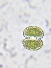 Cosmarium punctulatum